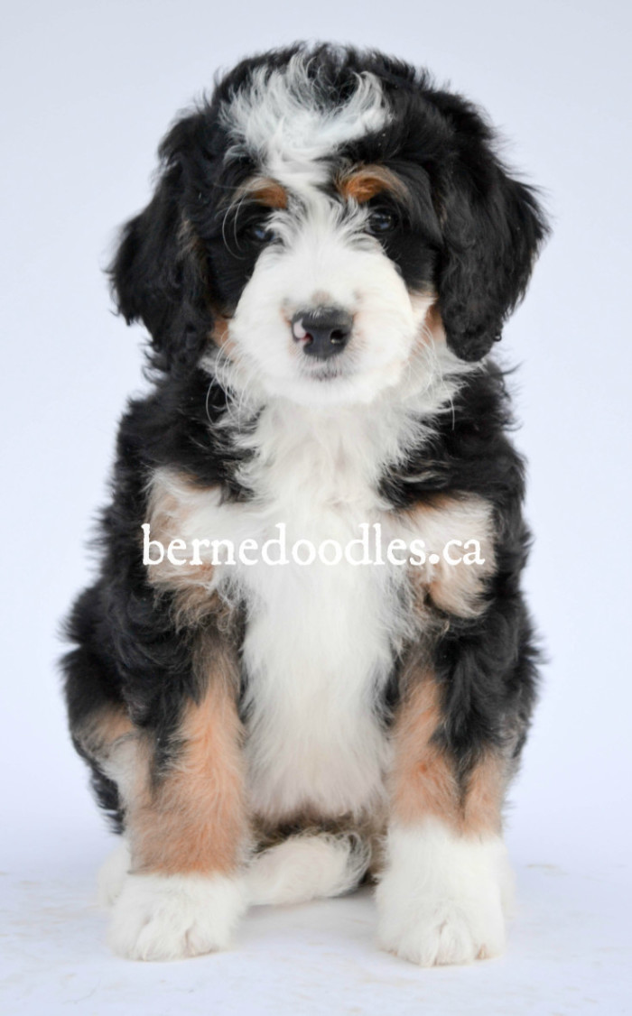 bernedoodles bernedoodle puppies willow medium brooke female ontario southern ivy