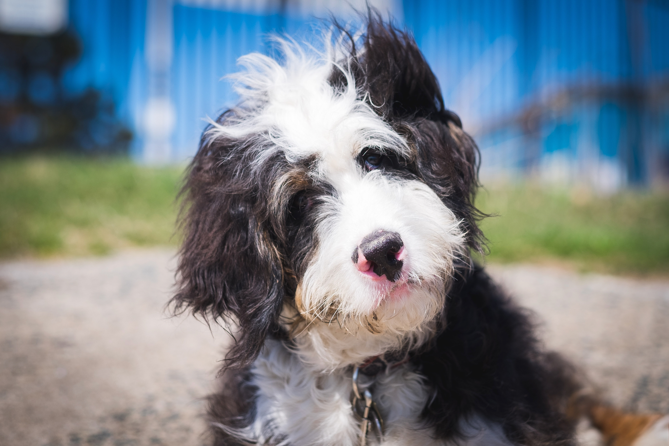 bernedoodles puppies bernedoodle whoever happiness said forgot ontario southern willow brooke
