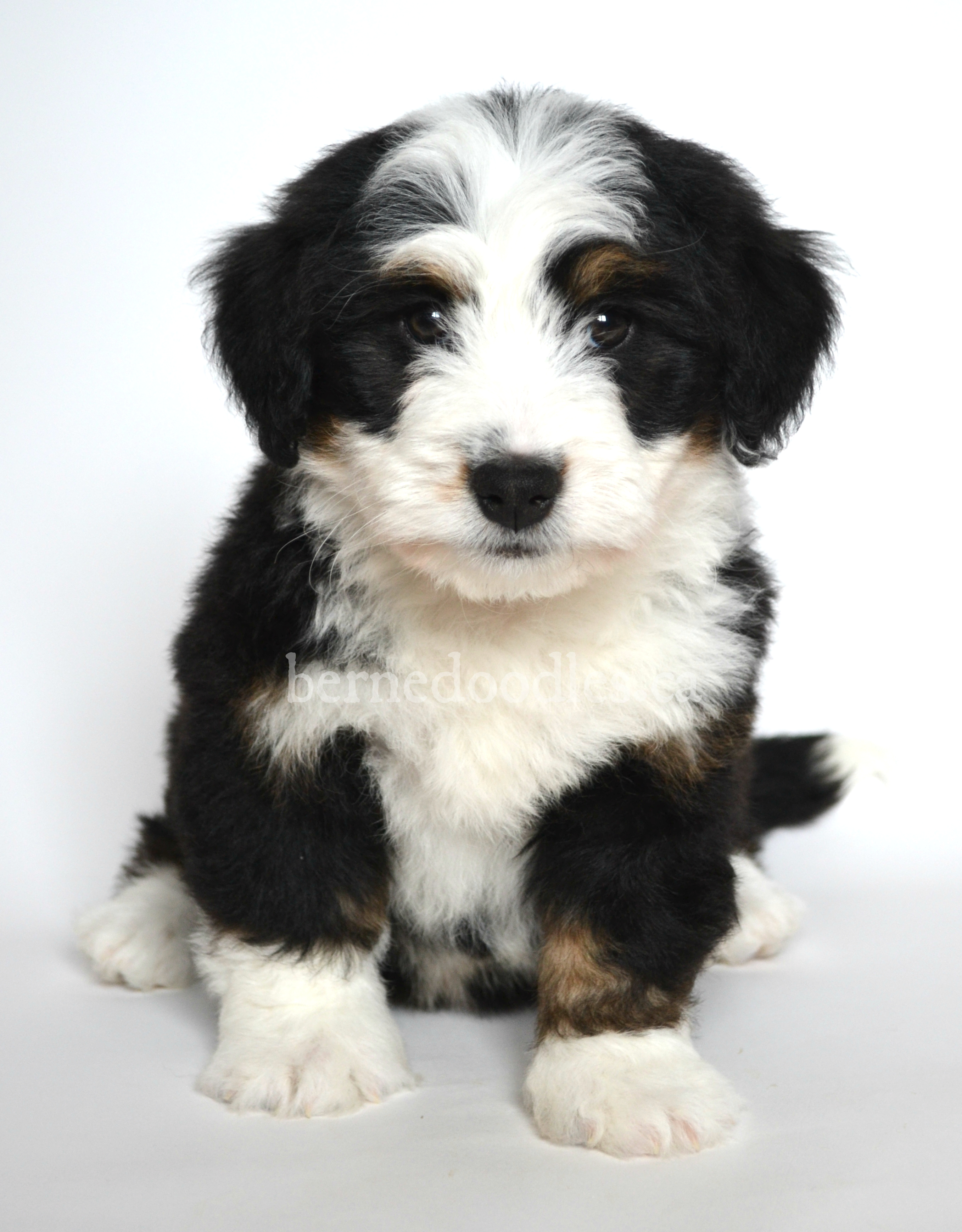 3 months old :) F1b Sable Mini Bernedoodle - Puppies and kitties,  Bernedoodle, Baby puppies