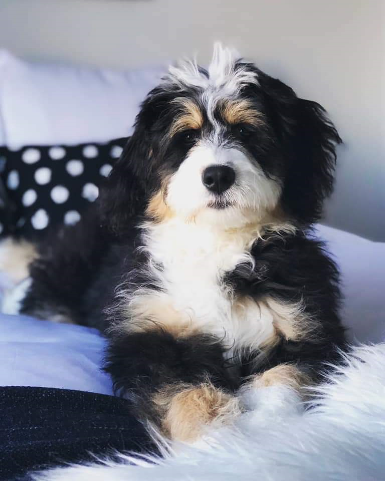 Bernedoodle puppies in southern Ontario 