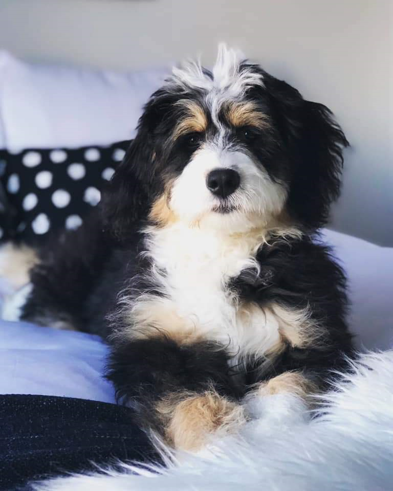 Bernedoodle london ontario 2025