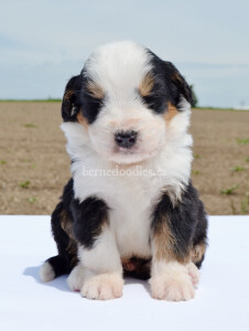 bernedoodles, bernedoodle puppies, bernedoodlees for sale, bernedoodles in canada, tri colour bernedoodles, tri colour, tri colour bernedoodles, tri colour bernedoodles, bernedoodles, bernedoodle breeders, bernedoodle breeders, bernedoodles, bernedoodles, bernedoodles. bernedoodle puppies for sale, berniedoodles, bernadoodles, bernesedoodles, bernedoodles, bernedoodles, bernedoodles, bernedoodle, bernedoodle, bernedoodle, bernedoodle, bernedoodle, bernedoodle puppies, bernedoodle breeders, bernedoodles, bernedoodle puppies, available bernedoodle puppies, available Bernedoodle puppies, tri colour bernedoodle,bernedoodle, bernedoodle, bernedoodle, bernedoodle, bernedoodles, bernedoodle puppies Ontario, bernedoodle, bernedooodle, bernedoodle, bernedoodle, bernedoodle, bernedoodle, bernedoodles, bernedoodle puppies, bernedoodle puppy, bernedoodle breeder in Canada, bernedoodle breeder in Ontario, bernedoodles, bernedoodles for sale, bernedoodles, Willow Brooke Bernedoodles, bernadoodles, available puppies, available Bernedoodle puppies, bernedoodles British Columbia, bernedoodles Alberta, bernedoodles Ontario, bernedoodles Toronto, bernedoodles Quebec, bernedoodles Nova Scotia, bernedoodles Newfoundland, bernedoodles New Brunswick, Bernese mountain dog, labradoodles, goldendoodles, bernedoodles, swiss ridge, swiss ridge kennel, swiss ridge bernedoodles, bernadoodles, berniedoodles, bernedoodles for sale, bernedoodles, bernedoodle, bernedoodle, bernedoodle, bernedoodle, bernedoodle, bernedoodle, bernedoodles, bernedoodles, bernedoodles, bernedoodle, bernedoodle puppy, bernedoodles Toronto, bernedoodles, bernedoodles, bernedoodle, bernedoodles, bernedoodle, bernedoodle, bernedoodle, bernedoodle, bernedoodle, bernedoodle, bernedoodles, bernedoodle, bernedoodles, bernedoodles, bernedoodles, Willow Brooke Bernedoodles, available Bernedoodle puppies, Bernedoodles Canada, bernedoodle, burnadoodle, berniedoodle, bernadoodle, bernadoodle, bernedoodle, bernedoodles, Bernedoodles, Bernese Mountain Dog, Poodle, Standard Poodle, Moyan Poodle, Mini Bernedoodle, Medium Bernedoodle, Standard Bernedoodle, Bernedoodles, bernedoodle, Bernedoodle Canada, bernedoodles bernedoodles bernedoodles, bernedoodles, Willow Brooke Bernedoodles, available bernedoodles, available Bernedoodles, Bernedoodles, bernedoodles, bernedoodle, bernedoodle, bernedoodles, bernedoodle, bernedoodle, bernedoodles, bernedoodle puppy, bernedoodle, bernedoodle, bernedoodles, bernedoodles, bernedoodle, bernedoodle, bernedoodles, bernedoodle puppies, bernedoodle breeder, Ontario bernedoodle puppies, bernedoodles for sale, available bernedoodle puppies, bernedoodle litters, bernedoodles in New York, bernedoodle, bernedoodle puppy, bernedoodle puppies, bernedoodles Ontario, bernedoodle, bernadoodle, bernadoodle, bernedoodles, bernedoodle puppies for sale, puppies for sale, bernedoodle, berniedoodle, bernedoodles in ontario, bernedoodles in Canada