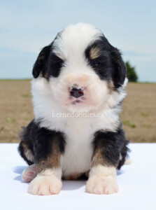 bernedoodles, bernedoodle puppies, bernedoodlees for sale, bernedoodles in canada, tri colour bernedoodles, tri colour, tri colour bernedoodles, tri colour bernedoodles, bernedoodles, bernedoodle breeders, bernedoodle breeders, bernedoodles, bernedoodles, bernedoodles. bernedoodle puppies for sale, berniedoodles, bernadoodles, bernesedoodles, bernedoodles, bernedoodles, bernedoodles, bernedoodle, bernedoodle, bernedoodle, bernedoodle, bernedoodle, bernedoodle puppies, bernedoodle breeders, bernedoodles, bernedoodle puppies, available bernedoodle puppies, available Bernedoodle puppies, tri colour bernedoodle,bernedoodle, bernedoodle, bernedoodle, bernedoodle, bernedoodles, bernedoodle puppies Ontario, bernedoodle, bernedooodle, bernedoodle, bernedoodle, bernedoodle, bernedoodle, bernedoodles, bernedoodle puppies, bernedoodle puppy, bernedoodle breeder in Canada, bernedoodle breeder in Ontario, bernedoodles, bernedoodles for sale, bernedoodles, Willow Brooke Bernedoodles, bernadoodles, available puppies, available Bernedoodle puppies, bernedoodles British Columbia, bernedoodles Alberta, bernedoodles Ontario, bernedoodles Toronto, bernedoodles Quebec, bernedoodles Nova Scotia, bernedoodles Newfoundland, bernedoodles New Brunswick, Bernese mountain dog, labradoodles, goldendoodles, bernedoodles, swiss ridge, swiss ridge kennel, swiss ridge bernedoodles, bernadoodles, berniedoodles, bernedoodles for sale, bernedoodles, bernedoodle, bernedoodle, bernedoodle, bernedoodle, bernedoodle, bernedoodle, bernedoodles, bernedoodles, bernedoodles, bernedoodle, bernedoodle puppy, bernedoodles Toronto, bernedoodles, bernedoodles, bernedoodle, bernedoodles, bernedoodle, bernedoodle, bernedoodle, bernedoodle, bernedoodle, bernedoodle, bernedoodles, bernedoodle, bernedoodles, bernedoodles, bernedoodles, Willow Brooke Bernedoodles, available Bernedoodle puppies, Bernedoodles Canada, bernedoodle, burnadoodle, berniedoodle, bernadoodle, bernadoodle, bernedoodle, bernedoodles, Bernedoodles, Bernese Mountain Dog, Poodle, Standard Poodle, Moyan Poodle, Mini Bernedoodle, Medium Bernedoodle, Standard Bernedoodle, Bernedoodles, bernedoodle, Bernedoodle Canada, bernedoodles bernedoodles bernedoodles, bernedoodles, Willow Brooke Bernedoodles, available bernedoodles, available Bernedoodles, Bernedoodles, bernedoodles, bernedoodle, bernedoodle, bernedoodles, bernedoodle, bernedoodle, bernedoodles, bernedoodle puppy, bernedoodle, bernedoodle, bernedoodles, bernedoodles, bernedoodle, bernedoodle, bernedoodles, bernedoodle puppies, bernedoodle breeder, Ontario bernedoodle puppies, bernedoodles for sale, available bernedoodle puppies, bernedoodle litters, bernedoodles in New York, bernedoodle, bernedoodle puppy, bernedoodle puppies, bernedoodles Ontario, bernedoodle, bernadoodle, bernadoodle, bernedoodles, bernedoodle puppies for sale, puppies for sale, bernedoodle, berniedoodle, bernedoodles in ontario, bernedoodles in Canada