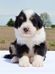 bernedoodles, bernedoodle puppies, bernedoodlees for sale, bernedoodles in canada, tri colour bernedoodles, tri colour, tri colour bernedoodles, tri colour bernedoodles, bernedoodles, bernedoodle breeders, bernedoodle breeders, bernedoodles, bernedoodles, bernedoodles. bernedoodle puppies for sale, berniedoodles, bernadoodles, bernesedoodles, bernedoodles, bernedoodles, bernedoodles, bernedoodle, bernedoodle, bernedoodle, bernedoodle, bernedoodle, bernedoodle puppies, bernedoodle breeders, bernedoodles, bernedoodle puppies, available bernedoodle puppies, available Bernedoodle puppies, tri colour bernedoodle,bernedoodle, bernedoodle, bernedoodle, bernedoodle, bernedoodles, bernedoodle puppies Ontario, bernedoodle, bernedooodle, bernedoodle, bernedoodle, bernedoodle, bernedoodle, bernedoodles, bernedoodle puppies, bernedoodle puppy, bernedoodle breeder in Canada, bernedoodle breeder in Ontario, bernedoodles, bernedoodles for sale, bernedoodles, Willow Brooke Bernedoodles, bernadoodles, available puppies, available Bernedoodle puppies, bernedoodles British Columbia, bernedoodles Alberta, bernedoodles Ontario, bernedoodles Toronto, bernedoodles Quebec, bernedoodles Nova Scotia, bernedoodles Newfoundland, bernedoodles New Brunswick, Bernese mountain dog, labradoodles, goldendoodles, bernedoodles, swiss ridge, swiss ridge kennel, swiss ridge bernedoodles, bernadoodles, berniedoodles, bernedoodles for sale, bernedoodles, bernedoodle, bernedoodle, bernedoodle, bernedoodle, bernedoodle, bernedoodle, bernedoodles, bernedoodles, bernedoodles, bernedoodle, bernedoodle puppy, bernedoodles Toronto, bernedoodles, bernedoodles, bernedoodle, bernedoodles, bernedoodle, bernedoodle, bernedoodle, bernedoodle, bernedoodle, bernedoodle, bernedoodles, bernedoodle, bernedoodles, bernedoodles, bernedoodles, Willow Brooke Bernedoodles, available Bernedoodle puppies, Bernedoodles Canada, bernedoodle, burnadoodle, berniedoodle, bernadoodle, bernadoodle, bernedoodle, bernedoodles, Bernedoodles, Bernese Mountain Dog, Poodle, Standard Poodle, Moyan Poodle, Mini Bernedoodle, Medium Bernedoodle, Standard Bernedoodle, Bernedoodles, bernedoodle, Bernedoodle Canada, bernedoodles bernedoodles bernedoodles, bernedoodles, Willow Brooke Bernedoodles, available bernedoodles, available Bernedoodles, Bernedoodles, bernedoodles, bernedoodle, bernedoodle, bernedoodles, bernedoodle, bernedoodle, bernedoodles, bernedoodle puppy, bernedoodle, bernedoodle, bernedoodles, bernedoodles, bernedoodle, bernedoodle, bernedoodles, bernedoodle puppies, bernedoodle breeder, Ontario bernedoodle puppies, bernedoodles for sale, available bernedoodle puppies, bernedoodle litters, bernedoodles in New York, bernedoodle, bernedoodle puppy, bernedoodle puppies, bernedoodles Ontario, bernedoodle, bernadoodle, bernadoodle, bernedoodles, bernedoodle puppies for sale, puppies for sale, bernedoodle, berniedoodle, bernedoodles in ontario, bernedoodles in Canada