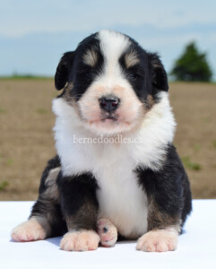 bernedoodles, bernedoodle puppies, bernedoodlees for sale, bernedoodles in canada, tri colour bernedoodles, tri colour, tri colour bernedoodles, tri colour bernedoodles, bernedoodles, bernedoodle breeders, bernedoodle breeders, bernedoodles, bernedoodles, bernedoodles. bernedoodle puppies for sale, berniedoodles, bernadoodles, bernesedoodles, bernedoodles, bernedoodles, bernedoodles, bernedoodle, bernedoodle, bernedoodle, bernedoodle, bernedoodle, bernedoodle puppies, bernedoodle breeders, bernedoodles, bernedoodle puppies, available bernedoodle puppies, available Bernedoodle puppies, tri colour bernedoodle,bernedoodle, bernedoodle, bernedoodle, bernedoodle, bernedoodles, bernedoodle puppies Ontario, bernedoodle, bernedooodle, bernedoodle, bernedoodle, bernedoodle, bernedoodle, bernedoodles, bernedoodle puppies, bernedoodle puppy, bernedoodle breeder in Canada, bernedoodle breeder in Ontario, bernedoodles, bernedoodles for sale, bernedoodles, Willow Brooke Bernedoodles, bernadoodles, available puppies, available Bernedoodle puppies, bernedoodles British Columbia, bernedoodles Alberta, bernedoodles Ontario, bernedoodles Toronto, bernedoodles Quebec, bernedoodles Nova Scotia, bernedoodles Newfoundland, bernedoodles New Brunswick, Bernese mountain dog, labradoodles, goldendoodles, bernedoodles, swiss ridge, swiss ridge kennel, swiss ridge bernedoodles, bernadoodles, berniedoodles, bernedoodles for sale, bernedoodles, bernedoodle, bernedoodle, bernedoodle, bernedoodle, bernedoodle, bernedoodle, bernedoodles, bernedoodles, bernedoodles, bernedoodle, bernedoodle puppy, bernedoodles Toronto, bernedoodles, bernedoodles, bernedoodle, bernedoodles, bernedoodle, bernedoodle, bernedoodle, bernedoodle, bernedoodle, bernedoodle, bernedoodles, bernedoodle, bernedoodles, bernedoodles, bernedoodles, Willow Brooke Bernedoodles, available Bernedoodle puppies, Bernedoodles Canada, bernedoodle, burnadoodle, berniedoodle, bernadoodle, bernadoodle, bernedoodle, bernedoodles, Bernedoodles, Bernese Mountain Dog, Poodle, Standard Poodle, Moyan Poodle, Mini Bernedoodle, Medium Bernedoodle, Standard Bernedoodle, Bernedoodles, bernedoodle, Bernedoodle Canada, bernedoodles bernedoodles bernedoodles, bernedoodles, Willow Brooke Bernedoodles, available bernedoodles, available Bernedoodles, Bernedoodles, bernedoodles, bernedoodle, bernedoodle, bernedoodles, bernedoodle, bernedoodle, bernedoodles, bernedoodle puppy, bernedoodle, bernedoodle, bernedoodles, bernedoodles, bernedoodle, bernedoodle, bernedoodles, bernedoodle puppies, bernedoodle breeder, Ontario bernedoodle puppies, bernedoodles for sale, available bernedoodle puppies, bernedoodle litters, bernedoodles in New York, bernedoodle, bernedoodle puppy, bernedoodle puppies, bernedoodles Ontario, bernedoodle, bernadoodle, bernadoodle, bernedoodles, bernedoodle puppies for sale, puppies for sale, bernedoodle, berniedoodle, bernedoodles in ontario, bernedoodles in Canada