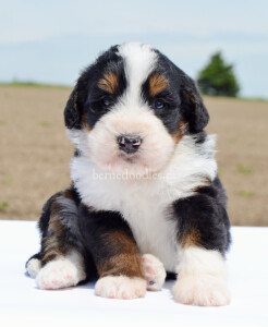 bernedoodles, bernedoodle puppies, bernedoodlees for sale, bernedoodles in canada, tri colour bernedoodles, tri colour, tri colour bernedoodles, tri colour bernedoodles, bernedoodles, bernedoodle breeders, bernedoodle breeders, bernedoodles, bernedoodles, bernedoodles. bernedoodle puppies for sale, berniedoodles, bernadoodles, bernesedoodles, bernedoodles, bernedoodles, bernedoodles, bernedoodle, bernedoodle, bernedoodle, bernedoodle, bernedoodle, bernedoodle puppies, bernedoodle breeders, bernedoodles, bernedoodle puppies, available bernedoodle puppies, available Bernedoodle puppies, tri colour bernedoodle,bernedoodle, bernedoodle, bernedoodle, bernedoodle, bernedoodles, bernedoodle puppies Ontario, bernedoodle, bernedooodle, bernedoodle, bernedoodle, bernedoodle, bernedoodle, bernedoodles, bernedoodle puppies, bernedoodle puppy, bernedoodle breeder in Canada, bernedoodle breeder in Ontario, bernedoodles, bernedoodles for sale, bernedoodles, Willow Brooke Bernedoodles, bernadoodles, available puppies, available Bernedoodle puppies, bernedoodles British Columbia, bernedoodles Alberta, bernedoodles Ontario, bernedoodles Toronto, bernedoodles Quebec, bernedoodles Nova Scotia, bernedoodles Newfoundland, bernedoodles New Brunswick, Bernese mountain dog, labradoodles, goldendoodles, bernedoodles, swiss ridge, swiss ridge kennel, swiss ridge bernedoodles, bernadoodles, berniedoodles, bernedoodles for sale, bernedoodles, bernedoodle, bernedoodle, bernedoodle, bernedoodle, bernedoodle, bernedoodle, bernedoodles, bernedoodles, bernedoodles, bernedoodle, bernedoodle puppy, bernedoodles Toronto, bernedoodles, bernedoodles, bernedoodle, bernedoodles, bernedoodle, bernedoodle, bernedoodle, bernedoodle, bernedoodle, bernedoodle, bernedoodles, bernedoodle, bernedoodles, bernedoodles, bernedoodles, Willow Brooke Bernedoodles, available Bernedoodle puppies, Bernedoodles Canada, bernedoodle, burnadoodle, berniedoodle, bernadoodle, bernadoodle, bernedoodle, bernedoodles, Bernedoodles, Bernese Mountain Dog, Poodle, Standard Poodle, Moyan Poodle, Mini Bernedoodle, Medium Bernedoodle, Standard Bernedoodle, Bernedoodles, bernedoodle, Bernedoodle Canada, bernedoodles bernedoodles bernedoodles, bernedoodles, Willow Brooke Bernedoodles, available bernedoodles, available Bernedoodles, Bernedoodles, bernedoodles, bernedoodle, bernedoodle, bernedoodles, bernedoodle, bernedoodle, bernedoodles, bernedoodle puppy, bernedoodle, bernedoodle, bernedoodles, bernedoodles, bernedoodle, bernedoodle, bernedoodles, bernedoodle puppies, bernedoodle breeder, Ontario bernedoodle puppies, bernedoodles for sale, available bernedoodle puppies, bernedoodle litters, bernedoodles in New York, bernedoodle, bernedoodle puppy, bernedoodle puppies, bernedoodles Ontario, bernedoodle, bernadoodle, bernadoodle, bernedoodles, bernedoodle puppies for sale, puppies for sale, bernedoodle, berniedoodle, bernedoodles in ontario, bernedoodles in Canada