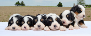 bernedoodles, bernedoodle puppies, bernedoodlees for sale, bernedoodles in canada, tri colour bernedoodles, tri colour, tri colour bernedoodles, tri colour bernedoodles, bernedoodles, bernedoodle breeders, bernedoodle breeders, bernedoodles, bernedoodles, bernedoodles. bernedoodle puppies for sale, berniedoodles, bernadoodles, bernesedoodles, bernedoodles, bernedoodles, bernedoodles, bernedoodle, bernedoodle, bernedoodle, bernedoodle, bernedoodle, bernedoodle puppies, bernedoodle breeders, bernedoodles, bernedoodle puppies, available bernedoodle puppies, available Bernedoodle puppies, tri colour bernedoodle,bernedoodle, bernedoodle, bernedoodle, bernedoodle, bernedoodles, bernedoodle puppies Ontario, bernedoodle, bernedooodle, bernedoodle, bernedoodle, bernedoodle, bernedoodle, bernedoodles, bernedoodle puppies, bernedoodle puppy, bernedoodle breeder in Canada, bernedoodle breeder in Ontario, bernedoodles, bernedoodles for sale, bernedoodles, Willow Brooke Bernedoodles, bernadoodles, available puppies, available Bernedoodle puppies, bernedoodles British Columbia, bernedoodles Alberta, bernedoodles Ontario, bernedoodles Toronto, bernedoodles Quebec, bernedoodles Nova Scotia, bernedoodles Newfoundland, bernedoodles New Brunswick, Bernese mountain dog, labradoodles, goldendoodles, bernedoodles, swiss ridge, swiss ridge kennel, swiss ridge bernedoodles, bernadoodles, berniedoodles, bernedoodles for sale, bernedoodles, bernedoodle, bernedoodle, bernedoodle, bernedoodle, bernedoodle, bernedoodle, bernedoodles, bernedoodles, bernedoodles, bernedoodle, bernedoodle puppy, bernedoodles Toronto, bernedoodles, bernedoodles, bernedoodle, bernedoodles, bernedoodle, bernedoodle, bernedoodle, bernedoodle, bernedoodle, bernedoodle, bernedoodles, bernedoodle, bernedoodles, bernedoodles, bernedoodles, Willow Brooke Bernedoodles, available Bernedoodle puppies, Bernedoodles Canada, bernedoodle, burnadoodle, berniedoodle, bernadoodle, bernadoodle, bernedoodle, bernedoodles, Bernedoodles, Bernese Mountain Dog, Poodle, Standard Poodle, Moyan Poodle, Mini Bernedoodle, Medium Bernedoodle, Standard Bernedoodle, Bernedoodles, bernedoodle, Bernedoodle Canada, bernedoodles bernedoodles bernedoodles, bernedoodles, Willow Brooke Bernedoodles, available bernedoodles, available Bernedoodles, Bernedoodles, bernedoodles, bernedoodle, bernedoodle, bernedoodles, bernedoodle, bernedoodle, bernedoodles, bernedoodle puppy, bernedoodle, bernedoodle, bernedoodles, bernedoodles, bernedoodle, bernedoodle, bernedoodles, bernedoodle puppies, bernedoodle breeder, Ontario bernedoodle puppies, bernedoodles for sale, available bernedoodle puppies, bernedoodle litters, bernedoodles in New York, bernedoodle, bernedoodle puppy, bernedoodle puppies, bernedoodles Ontario, bernedoodle, bernadoodle, bernadoodle, bernedoodles, bernedoodle puppies for sale, puppies for sale, bernedoodle, berniedoodle, bernedoodles in ontario, bernedoodles in Canada