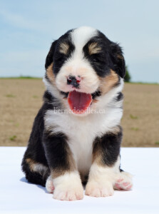 bernedoodles, bernedoodle puppies, bernedoodlees for sale, bernedoodles in canada, tri colour bernedoodles, tri colour, tri colour bernedoodles, tri colour bernedoodles, bernedoodles, bernedoodle breeders, bernedoodle breeders, bernedoodles, bernedoodles, bernedoodles. bernedoodle puppies for sale, berniedoodles, bernadoodles, bernesedoodles, bernedoodles, bernedoodles, bernedoodles, bernedoodle, bernedoodle, bernedoodle, bernedoodle, bernedoodle, bernedoodle puppies, bernedoodle breeders, bernedoodles, bernedoodle puppies, available bernedoodle puppies, available Bernedoodle puppies, tri colour bernedoodle,bernedoodle, bernedoodle, bernedoodle, bernedoodle, bernedoodles, bernedoodle puppies Ontario, bernedoodle, bernedooodle, bernedoodle, bernedoodle, bernedoodle, bernedoodle, bernedoodles, bernedoodle puppies, bernedoodle puppy, bernedoodle breeder in Canada, bernedoodle breeder in Ontario, bernedoodles, bernedoodles for sale, bernedoodles, Willow Brooke Bernedoodles, bernadoodles, available puppies, available Bernedoodle puppies, bernedoodles British Columbia, bernedoodles Alberta, bernedoodles Ontario, bernedoodles Toronto, bernedoodles Quebec, bernedoodles Nova Scotia, bernedoodles Newfoundland, bernedoodles New Brunswick, Bernese mountain dog, labradoodles, goldendoodles, bernedoodles, swiss ridge, swiss ridge kennel, swiss ridge bernedoodles, bernadoodles, berniedoodles, bernedoodles for sale, bernedoodles, bernedoodle, bernedoodle, bernedoodle, bernedoodle, bernedoodle, bernedoodle, bernedoodles, bernedoodles, bernedoodles, bernedoodle, bernedoodle puppy, bernedoodles Toronto, bernedoodles, bernedoodles, bernedoodle, bernedoodles, bernedoodle, bernedoodle, bernedoodle, bernedoodle, bernedoodle, bernedoodle, bernedoodles, bernedoodle, bernedoodles, bernedoodles, bernedoodles, Willow Brooke Bernedoodles, available Bernedoodle puppies, Bernedoodles Canada, bernedoodle, burnadoodle, berniedoodle, bernadoodle, bernadoodle, bernedoodle, bernedoodles, Bernedoodles, Bernese Mountain Dog, Poodle, Standard Poodle, Moyan Poodle, Mini Bernedoodle, Medium Bernedoodle, Standard Bernedoodle, Bernedoodles, bernedoodle, Bernedoodle Canada, bernedoodles bernedoodles bernedoodles, bernedoodles, Willow Brooke Bernedoodles, available bernedoodles, available Bernedoodles, Bernedoodles, bernedoodles, bernedoodle, bernedoodle, bernedoodles, bernedoodle, bernedoodle, bernedoodles, bernedoodle puppy, bernedoodle, bernedoodle, bernedoodles, bernedoodles, bernedoodle, bernedoodle, bernedoodles, bernedoodle puppies, bernedoodle breeder, Ontario bernedoodle puppies, bernedoodles for sale, available bernedoodle puppies, bernedoodle litters, bernedoodles in New York, bernedoodle, bernedoodle puppy, bernedoodle puppies, bernedoodles Ontario, bernedoodle, bernadoodle, bernadoodle, bernedoodles, bernedoodle puppies for sale, puppies for sale, bernedoodle, berniedoodle, bernedoodles in ontario, bernedoodles in Canada