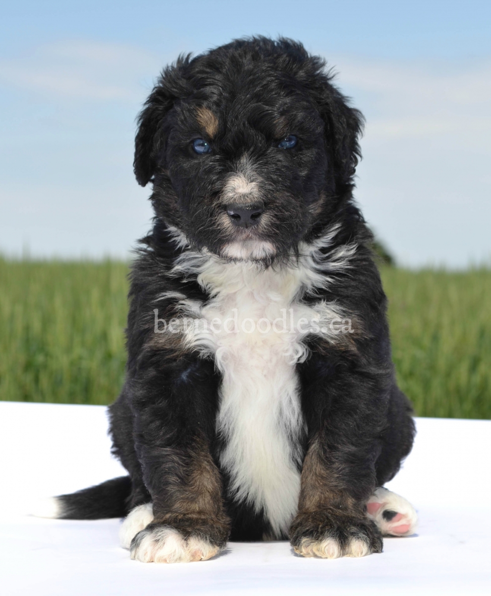 Previous Puppies | Willow Brooke Bernedoodles | Available Bernedoodle ...